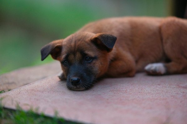 Designing the ultimate ferret playground: ensuring safe and stimulating spaces for your furry friends
